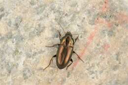 Image of common sun beetle