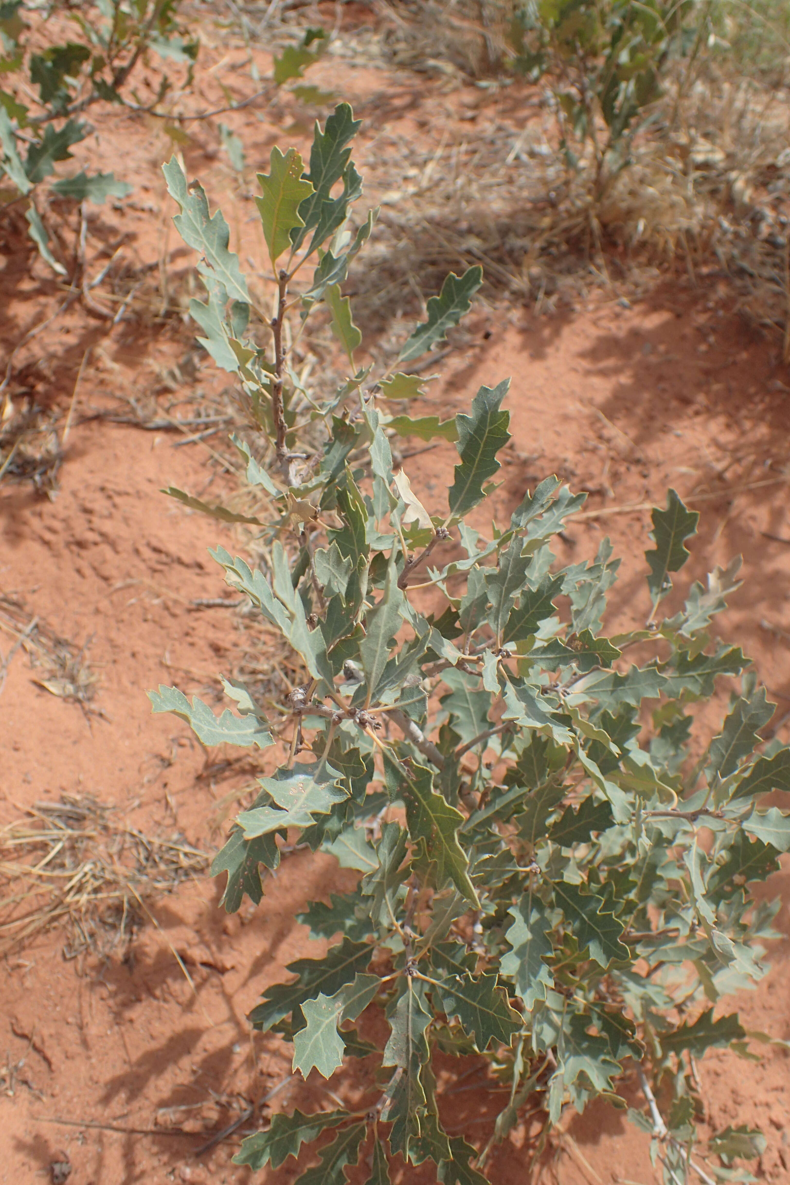 Image of Havard oak