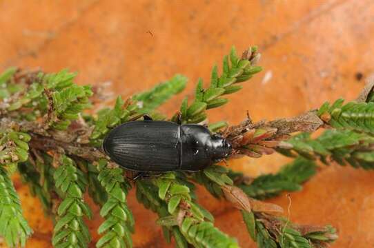 Слика од Harpalus