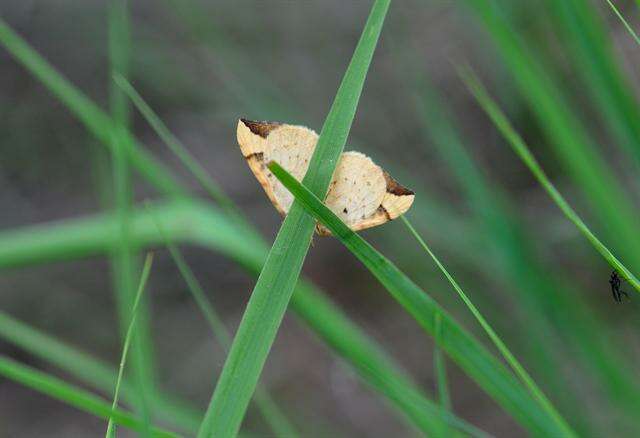 Image of Eulithis