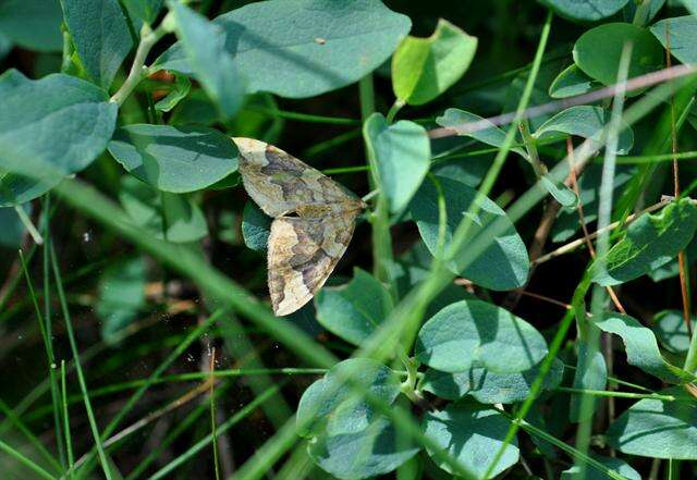 Image of Eulithis