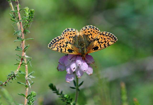 Image of Lesser Fritillaries