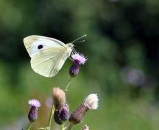 Image of Garden Whites