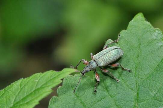 Image of <i>Phyllobius calcaratus</i>