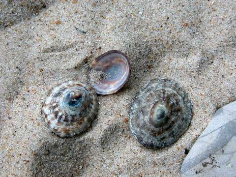 Image of unclassified Gastropoda