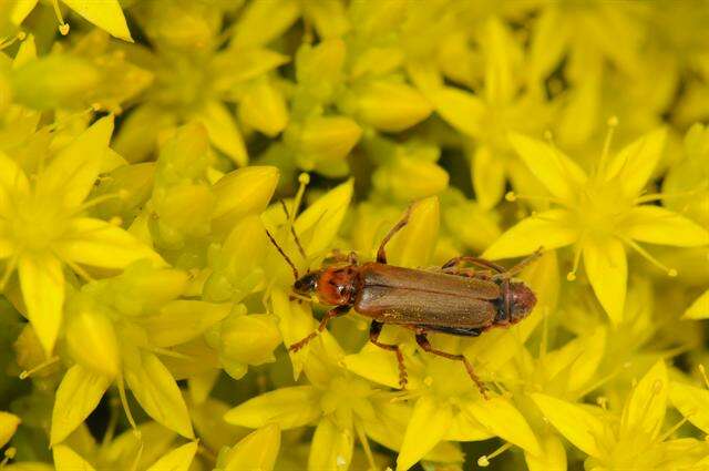 Image of "Click Beetles, Net-winged Beetle, Fireflies, and relatives"