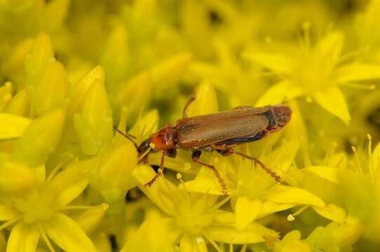 Image of "Click Beetles, Net-winged Beetle, Fireflies, and relatives"