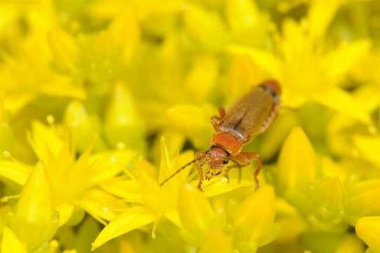 Image of "Click Beetles, Net-winged Beetle, Fireflies, and relatives"