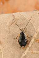 Image of german cockroach family