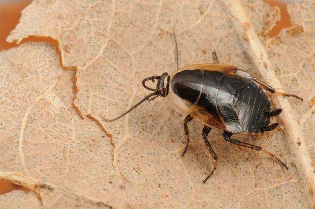 Image of german cockroach family