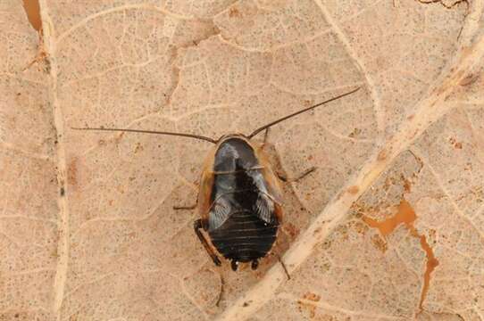 Image of german cockroach family