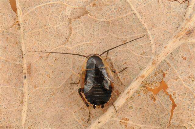 Image of german cockroach family