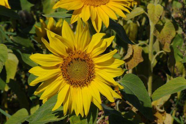 Image of sunflowers