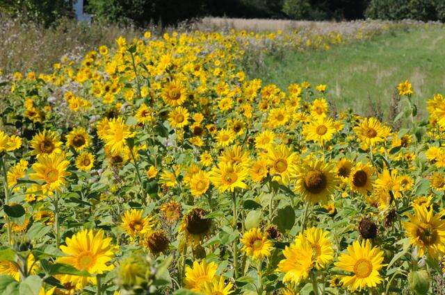 Image of sunflowers