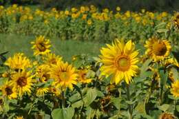 Image of sunflowers