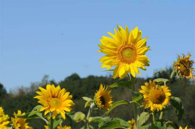 Image of sunflowers