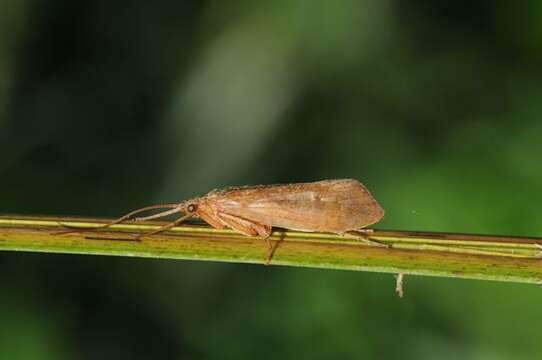 Image of Limnephilus politus McLachlan 1865