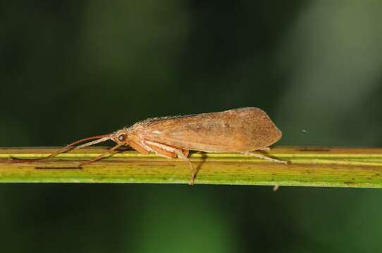 Image of Limnephilus politus McLachlan 1865