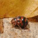 Image of 24-spot ladybird