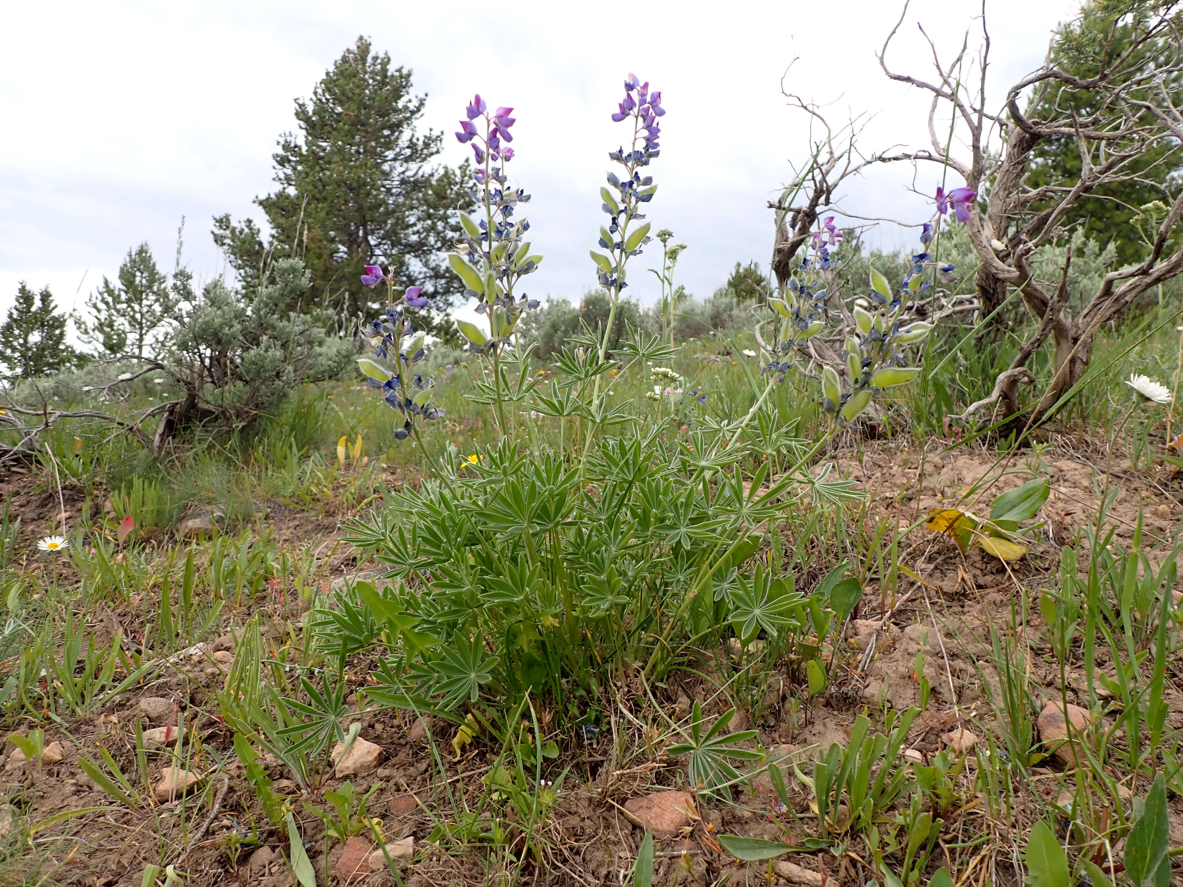 Plancia ëd Lupinus polyphyllus Lindl.