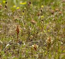 Orobanche alba Steph. ex Willd.的圖片