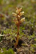 Orobanche alba Steph. ex Willd.的圖片