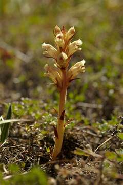 Orobanche alba Steph. ex Willd.的圖片