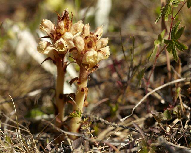 Image of Orobanche alba Steph. ex Willd.