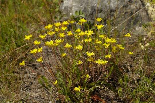 Image of <i>Sedum rupestre</i>