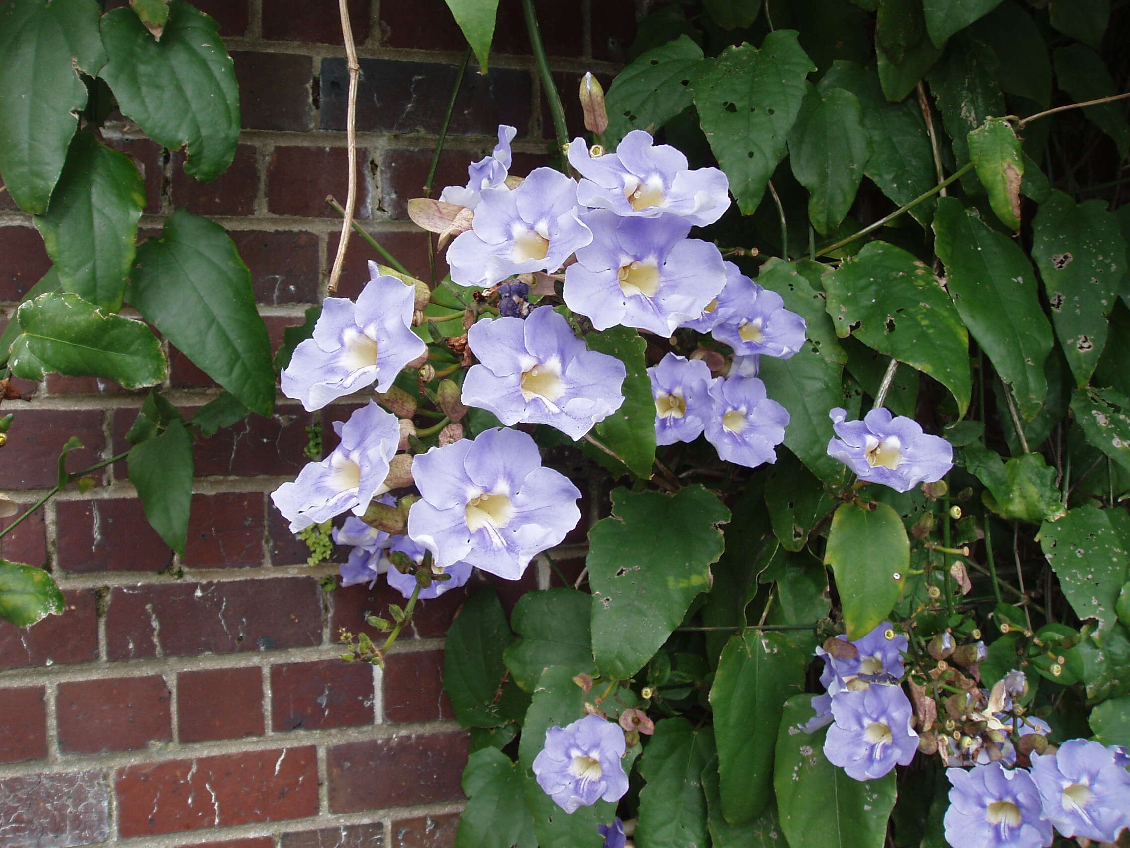 Image of Bengal clock vine