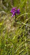 Image of Narrow-leaved marsh-orchid