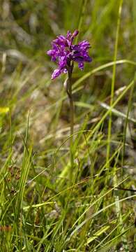 Image of Narrow-leaved marsh-orchid