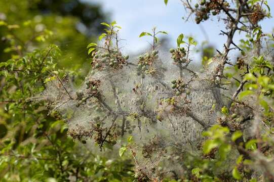 Image of Small Ermine Moths