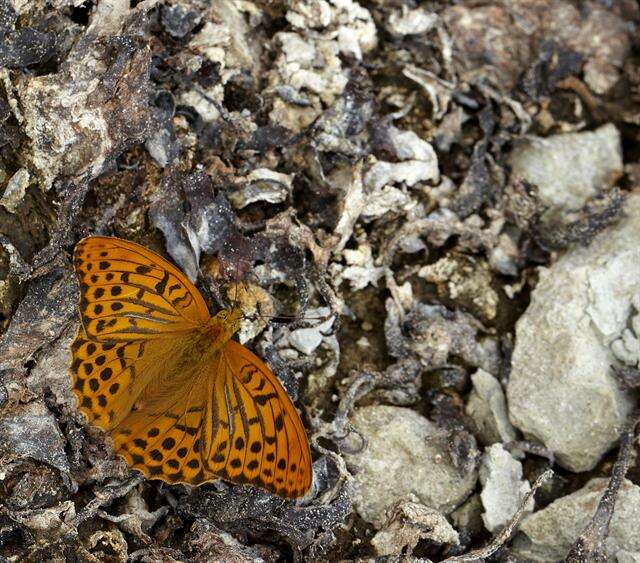 Plancia ëd Argynnis