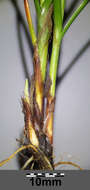 Image of Flat-sedge