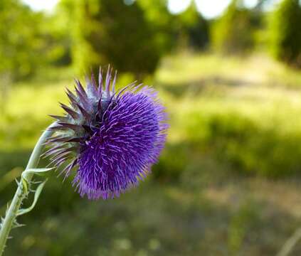 Image of plumeless thistle