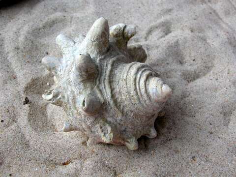 Image of turban snail