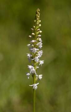 Image of Rein Orchids