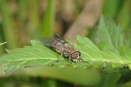 Image de Hybomitra