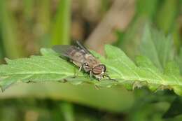 Image de Hybomitra