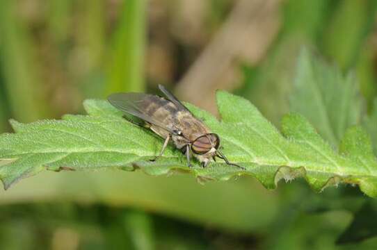 صورة Hybomitra