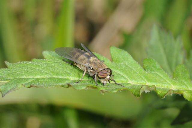 Image de Hybomitra