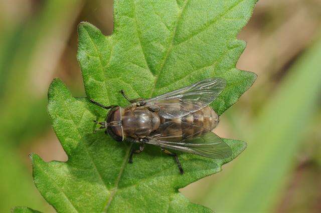 Image de Hybomitra