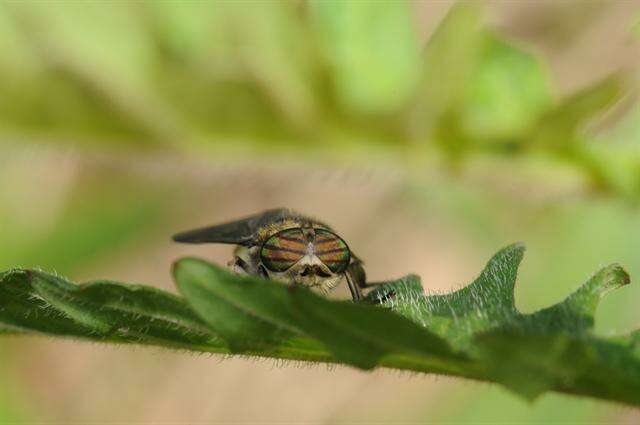 Image de Hybomitra