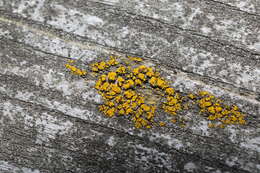 Image of eggyolk lichen