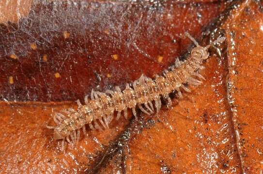 Image of Flat-backed Millipedes