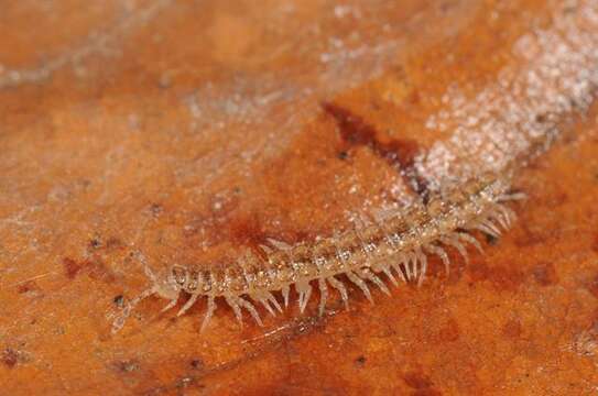 Image of Flat-backed Millipedes