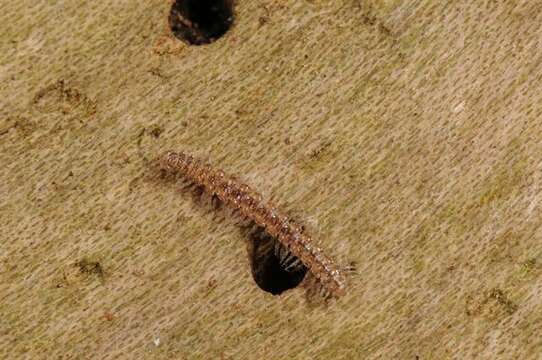 Image of Flat-backed Millipedes