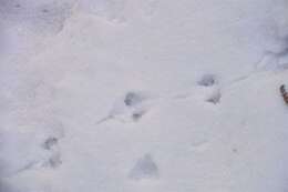 Image of red-backed vole