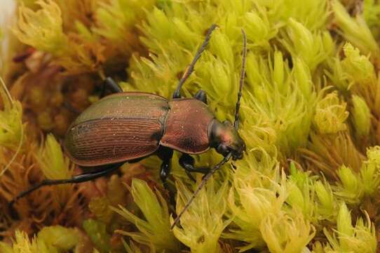 Image of Carabus (Eucarabus) arcensis Herbst 1784